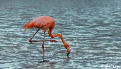  Flamingo,  Las Bachas