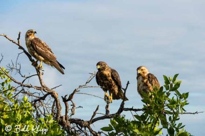 Galapagos Hawks, Santiago Island  4