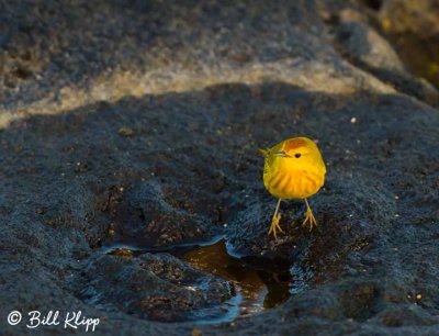 Yellow Warbler, Santiago Island  4