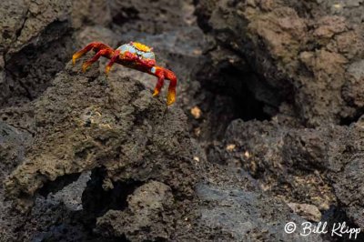 Sally Light Foot Crab, Santa Cruz Island  9