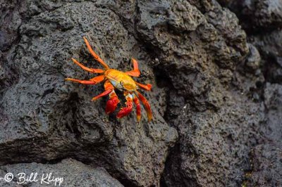 Sally Light Foot Crab, Galapagos 