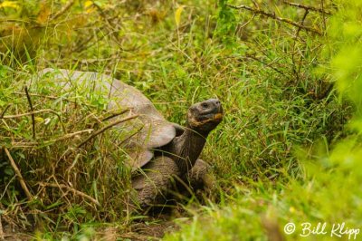 Giant Galapagos Tortoise,  Santa Cruz Island  7