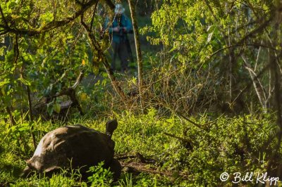 Giant Galapagos Tortoise,  Santa Cruz Island  8