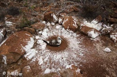 Blue-Footed Booby on nest, Galapagos Islands  2