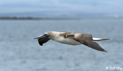 Blue-Footed Booby, Galapagos Islands  1