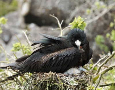 Great Frigate Bird on nest with baby, Genovesa Island  6