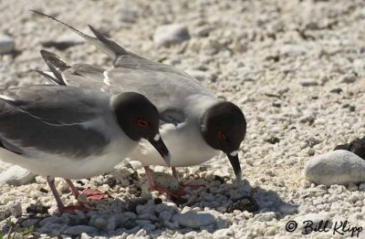 Swallow Tailed Gulls tending egg,  Genovesa Island  7