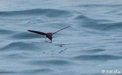 Storm Petrel,  Isabela Island