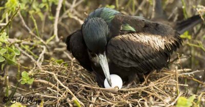 Great Frigate Bird tending egg, Genovesa Island  7