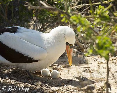 Nazca Booby tending eggs, Genovesa Island  1