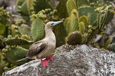 Red-Footed Booby, Genovesa  4