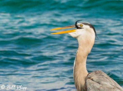 Birds Galapagos Fernandina Great Blue Heron  B Klipp June 2013 71_.jpg