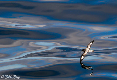 Stiff Wing Glide, Cape Petrel