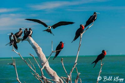 Frigate Birds 1