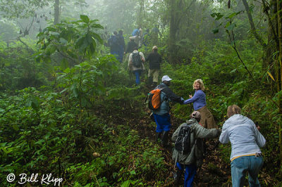 Mountain Gorilla Trekking, Volcanoes National Park  5