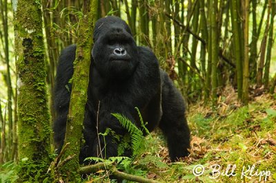 Mountain Gorilla,  Kwitonda Gorilla Group  5