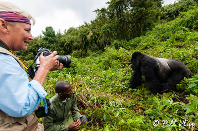 Mountain Gorillas  8