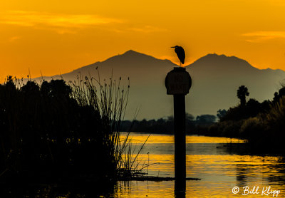 Great Blue Heron Sunset  3