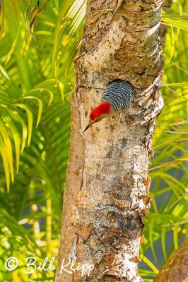 Red Bellied Woodpecker  3