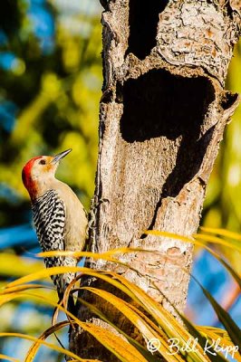 Red Bellied Woodpecker  2