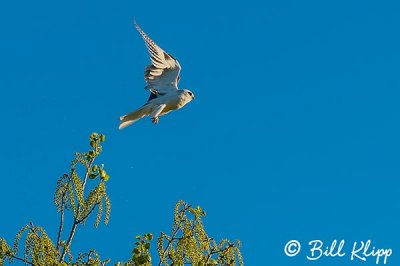 White Tailed Kite  2