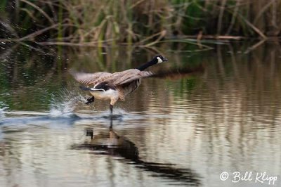 Canada Geese  17