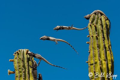Spiny Tailed Iguana, (6 frame composite)