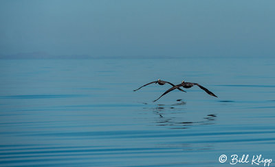 Pelicans, Isla Rasa  2