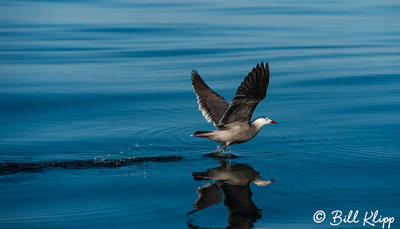 Heermanns Gull, Isla Rasa