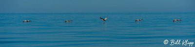 Pelicans, Isla Rasa  1