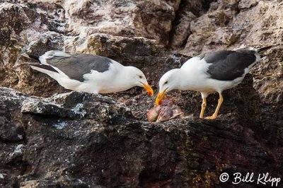 Yellow Footed Gulls with Booby Chick, San Pedro Martir 1