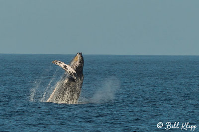 Breeching Humpback Whale, Sea of Cortez 11
