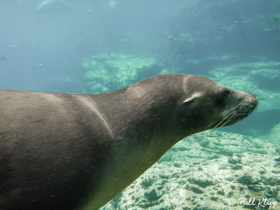 California Sea Lion, Los Islotes  10