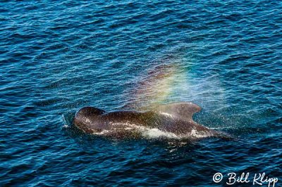 Pilot Whale Blowbow,  San Marcos  3