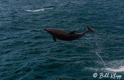 Bottlenose Dolphin, San Pedro Matir  2