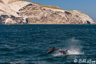 Bottlenose Dolphins, San Pedro Matir   1
