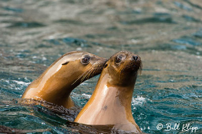 California Sea Lions, San Pedro Matir  1