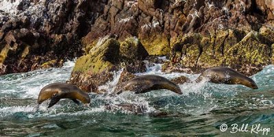 California Sea Lions, San Pedro Matir  3