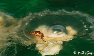 Lion's Mane Jellyfish,  San Pedro Matir 1