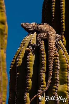 Spiny Tailed Iguana,  San Esteban Island  5