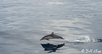 Long Beaked Common Dolphin  17