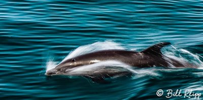 Long Beaked Common Dolphins  22