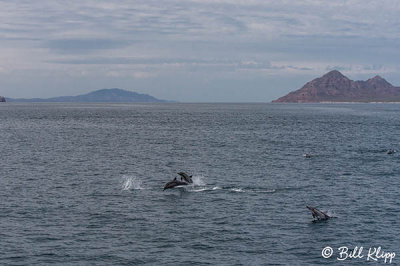 Long Beaked Common Dolphins  23