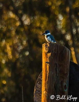 Belted Kingfisher  4