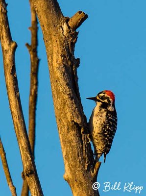 Nuttall's Woodpecker  1