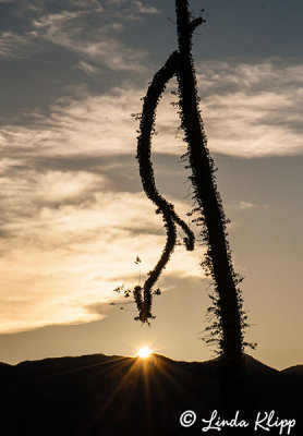 Boojum Trees, Bahia de Los Angeles  3