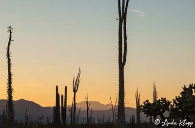 Boojum Trees, Bahia de Los Angeles  4