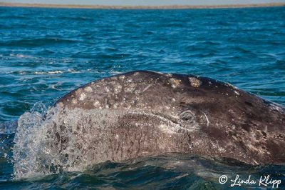 Gray Whale, Magdalena Bay  2