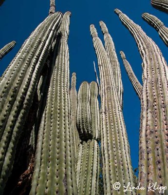 Cardon Cactus, Gull Rock  1