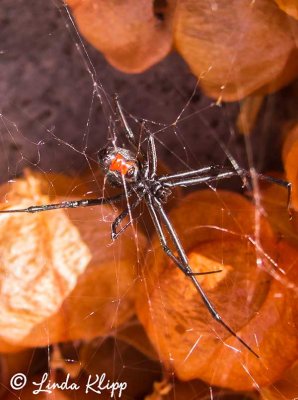 Black Widow Spider, Gull Rock  1